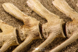 07031 - Museum Grade 18.90 Inch Halisaurus arambourgi (Mosasaur) Partial Tail (Distal End) Late Cretaceous