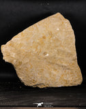 05209 - Finest Grade Association 2 Elasmosaurus (Zarafasaura oceanis) Vertebrae Bones