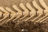 07031 - Museum Grade 18.90 Inch Halisaurus arambourgi (Mosasaur) Partial Tail (Distal End) Late Cretaceous