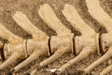 07031 - Museum Grade 18.90 Inch Halisaurus arambourgi (Mosasaur) Partial Tail (Distal End) Late Cretaceous