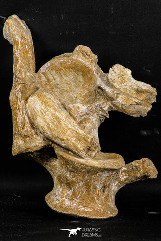 05210 - Finest Grade Association 2 Elasmosaurus (Zarafasaura oceanis) Vertebrae Bones