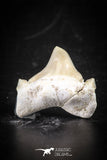88695 - Super Rare Pathologically Deformed 1.00 Inch Otodus obliquus Shark Tooth