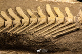 07031 - Museum Grade 18.90 Inch Halisaurus arambourgi (Mosasaur) Partial Tail (Distal End) Late Cretaceous