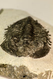 30847 - Nicely Preserved Bug Eyed 2.16 Inch Coltraneia effelesa Middle Devonian