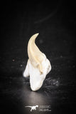 88695 - Super Rare Pathologically Deformed 1.00 Inch Otodus obliquus Shark Tooth
