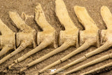 07031 - Museum Grade 18.90 Inch Halisaurus arambourgi (Mosasaur) Partial Tail (Distal End) Late Cretaceous