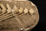 07031 - Museum Grade 18.90 Inch Halisaurus arambourgi (Mosasaur) Partial Tail (Distal End) Late Cretaceous