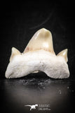 88696 - Super Rare Pathologically Deformed 1.26 Inch Otodus obliquus Shark Tooth