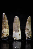20718 - Great Collection of 3 Spinosaurus Dinosaur Teeth Cretaceous KemKem Beds