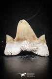 88696 - Super Rare Pathologically Deformed 1.26 Inch Otodus obliquus Shark Tooth
