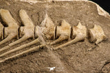 07031 - Museum Grade 18.90 Inch Halisaurus arambourgi (Mosasaur) Partial Tail (Distal End) Late Cretaceous