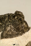 30847 - Nicely Preserved Bug Eyed 2.16 Inch Coltraneia effelesa Middle Devonian