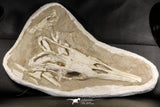 07030 - Museum Grade 16.89 Inch Complete Mosasaur Skull Late Late Cretaceous