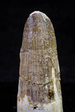 20718 - Great Collection of 3 Spinosaurus Dinosaur Teeth Cretaceous KemKem Beds