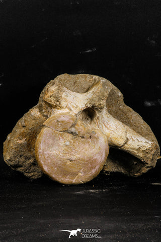 05211 - Top Huge 8.86 Inch Elasmosaurus (Zarafasaura oceanis) Vertebra Bone