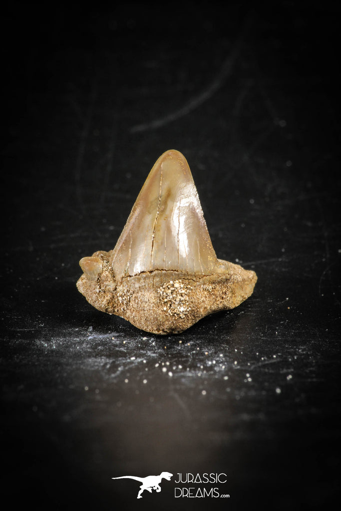 88697 - Super Rare Pathologically Deformed 0.88 Inch Otodus obliquus Shark Tooth