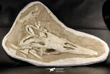 07030 - Museum Grade 16.89 Inch Complete Mosasaur Skull Late Late Cretaceous