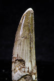 20718 - Great Collection of 3 Spinosaurus Dinosaur Teeth Cretaceous KemKem Beds