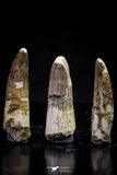 20718 - Great Collection of 3 Spinosaurus Dinosaur Teeth Cretaceous KemKem Beds