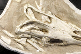 07030 - Museum Grade 16.89 Inch Complete Mosasaur Skull Late Late Cretaceous