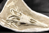 07030 - Museum Grade 16.89 Inch Complete Mosasaur Skull Late Late Cretaceous