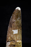 20718 - Great Collection of 3 Spinosaurus Dinosaur Teeth Cretaceous KemKem Beds