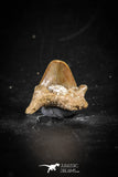 88697 - Super Rare Pathologically Deformed 0.88 Inch Otodus obliquus Shark Tooth