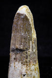 20718 - Great Collection of 3 Spinosaurus Dinosaur Teeth Cretaceous KemKem Beds