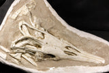 07030 - Museum Grade 16.89 Inch Complete Mosasaur Skull Late Late Cretaceous
