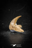 88697 - Super Rare Pathologically Deformed 0.88 Inch Otodus obliquus Shark Tooth