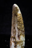 20718 - Great Collection of 3 Spinosaurus Dinosaur Teeth Cretaceous KemKem Beds