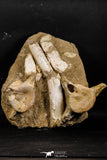 05212 - Great Association 2 Elasmosaurus (Zarafasaura oceanis) Vertebrae Bones