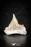 88698 - Super Rare Pathologically Deformed 1.03 Inch Otodus obliquus Shark Tooth