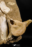05212 - Great Association 2 Elasmosaurus (Zarafasaura oceanis) Vertebrae Bones
