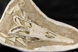 07030 - Museum Grade 16.89 Inch Complete Mosasaur Skull Late Late Cretaceous