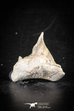 88698 - Super Rare Pathologically Deformed 1.03 Inch Otodus obliquus Shark Tooth