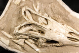 07030 - Museum Grade 16.89 Inch Complete Mosasaur Skull Late Late Cretaceous