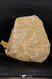 05212 - Great Association 2 Elasmosaurus (Zarafasaura oceanis) Vertebrae Bones