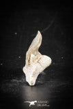 88698 - Super Rare Pathologically Deformed 1.03 Inch Otodus obliquus Shark Tooth