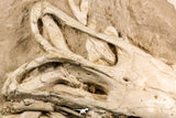 07030 - Museum Grade 16.89 Inch Complete Mosasaur Skull Late Late Cretaceous
