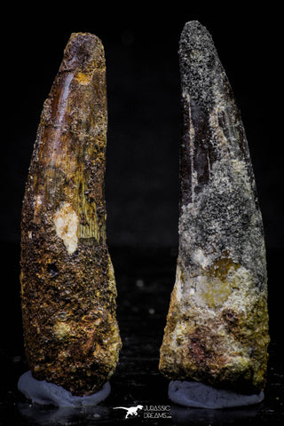 20719 - Great Collection of 2 Spinosaurus Dinosaur Teeth Cretaceous KemKem Beds
