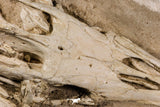 07030 - Museum Grade 16.89 Inch Complete Mosasaur Skull Late Late Cretaceous