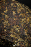 06000 - Fully Complete NWA L-H Type Unclassified Ordinary Chondrite Meteorite 120.0g