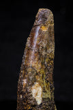 20719 - Great Collection of 2 Spinosaurus Dinosaur Teeth Cretaceous KemKem Beds