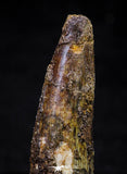 21633 - Great Collection of 15 Spinosaurus Dinosaur Teeth Cretaceous KemKem Beds