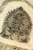 30848 - Nicely Prepared Bug Eyed 2.12 Inch Coltraneia effelesa Middle Devonian
