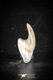 88699 - Super Rare Pathologically Deformed 1.14 Inch Otodus obliquus Shark Tooth