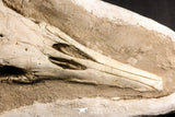 07030 - Museum Grade 16.89 Inch Complete Mosasaur Skull Late Late Cretaceous