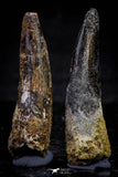 20719 - Great Collection of 2 Spinosaurus Dinosaur Teeth Cretaceous KemKem Beds