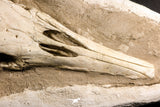 07030 - Museum Grade 16.89 Inch Complete Mosasaur Skull Late Late Cretaceous